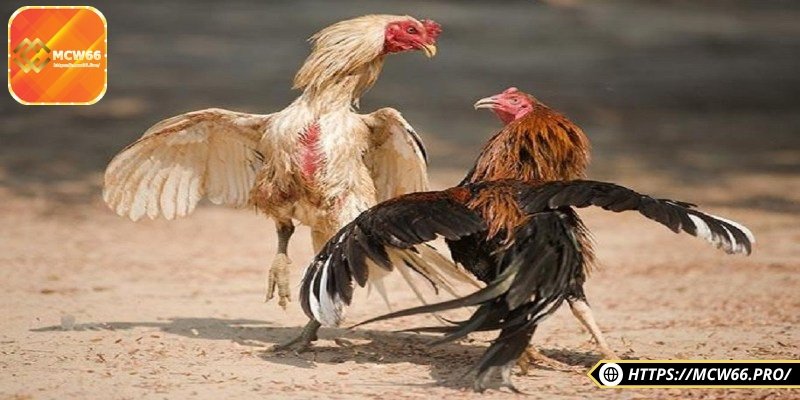 Đá gà cựa dao – Môn chơi kịch tính hấp dẫn, kịch tính 1 Tìm hiểu khái niệm đá gà cựa dao cho người chơi mới