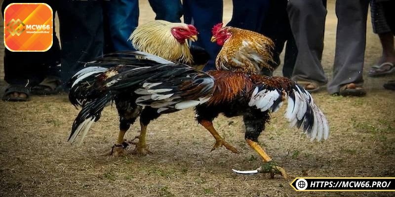 Đá gà cựa dao – Môn chơi kịch tính hấp dẫn, kịch tính 5 Tuân thủ luật chơi để nâng cao giá trị của trận đấu