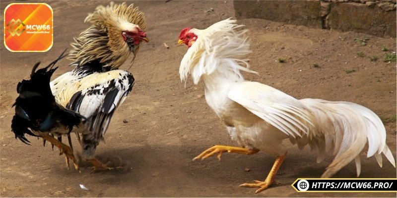 Đá gà cựa dao – Môn chơi kịch tính hấp dẫn, kịch tính 2 Các giống gà được chọn cho hình thức này là những giống có phản xạ tốt