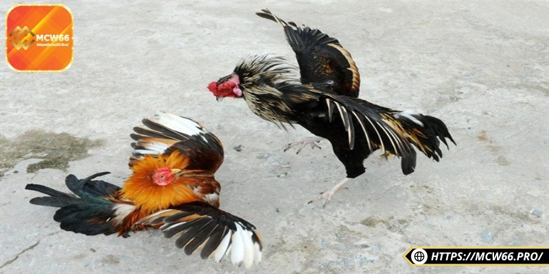 Gà chọi Cần Thơ nổi tiếng với độ lì lợm, nhanh nhẹn