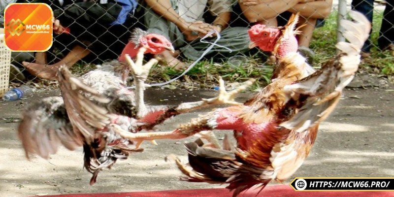 Giới thiệu tổng quan về đá gà miền Tây