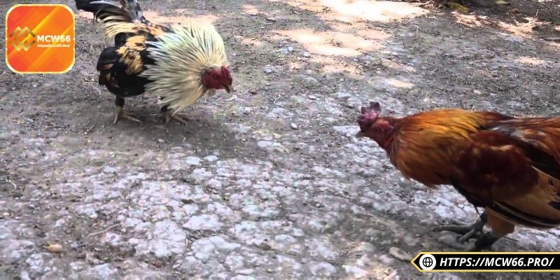 Người chơi cần tích luỹ nhiều kinh nghiệm để có một chiến kê bất bại