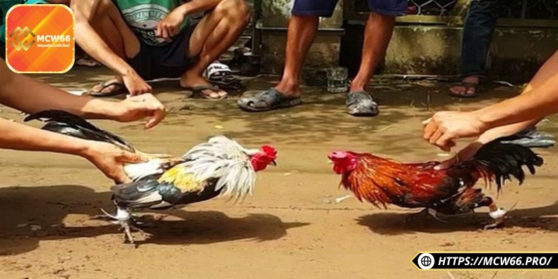 Hiểu rõ luật thi đấu giúp bạn tránh vi phạm pháp lý