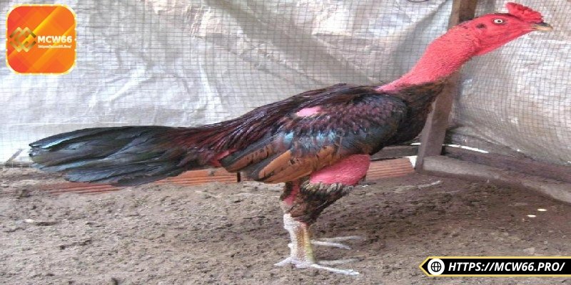 Giống gà này được đánh gá là lì đòn nhất Việt Nam