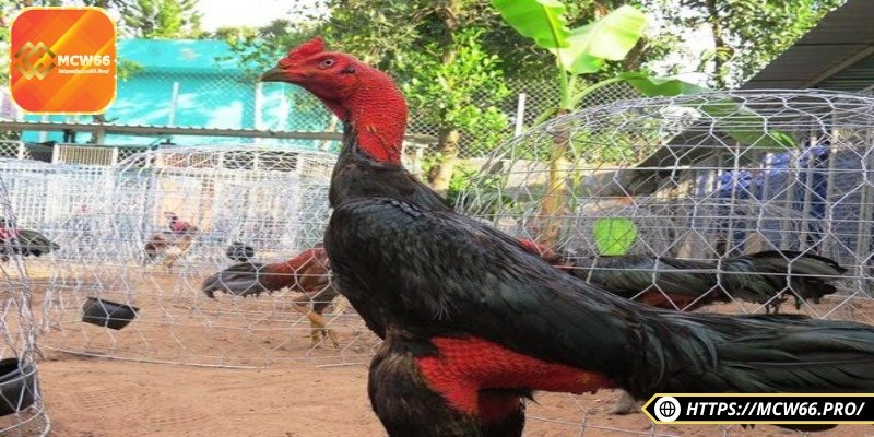 Gà chọi Bình Định – Chiến kê đất võ, chọn lựa lý tưởng 4 Gà cần được chăm sóc với chế độ dinh dưỡng chuẩn