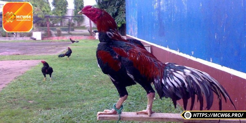 Gà đòn truyền thống – Chiến kê gan lỳ, đòn hiểm đỉnh cao 3 Các giống gà đa dạng, phong phú