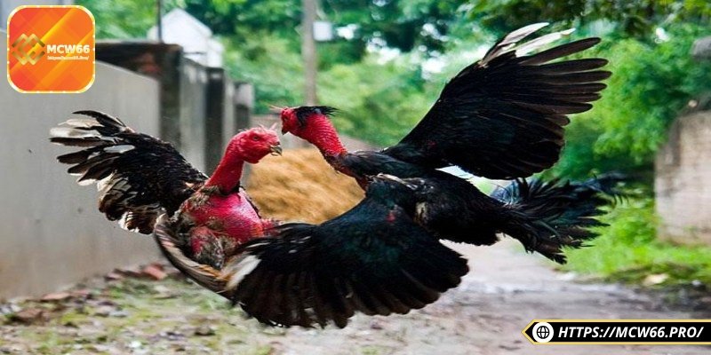 Gà đòn truyền thống – Chiến kê gan lỳ, đòn hiểm đỉnh cao 2 Nắm được đặc điểm nhận diện của gà để không bị nhầm lẫn