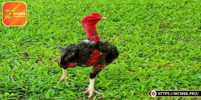 Tìm hiểu khái niệm gà đòn cho tân thủ