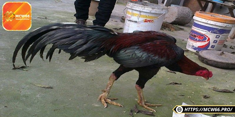 Gà đòn truyền thống – Chiến kê gan lỳ, đòn hiểm đỉnh cao 4 Nuôi gà ở nơi khô ráo thoáng mát, chế độ ăn hợp lý