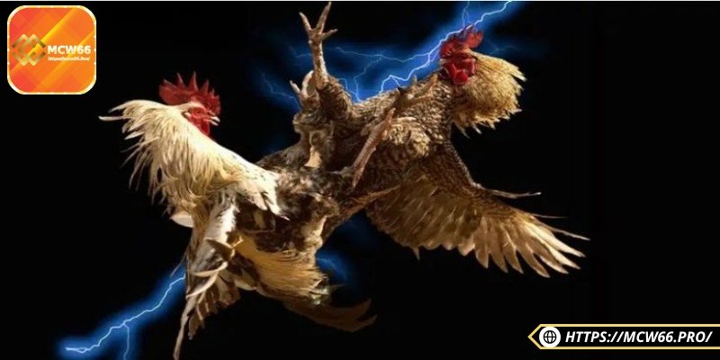 Ưu tiên những nền tảng hoạt động lâu năm